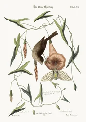 Der kleine Spatz, 1749-73